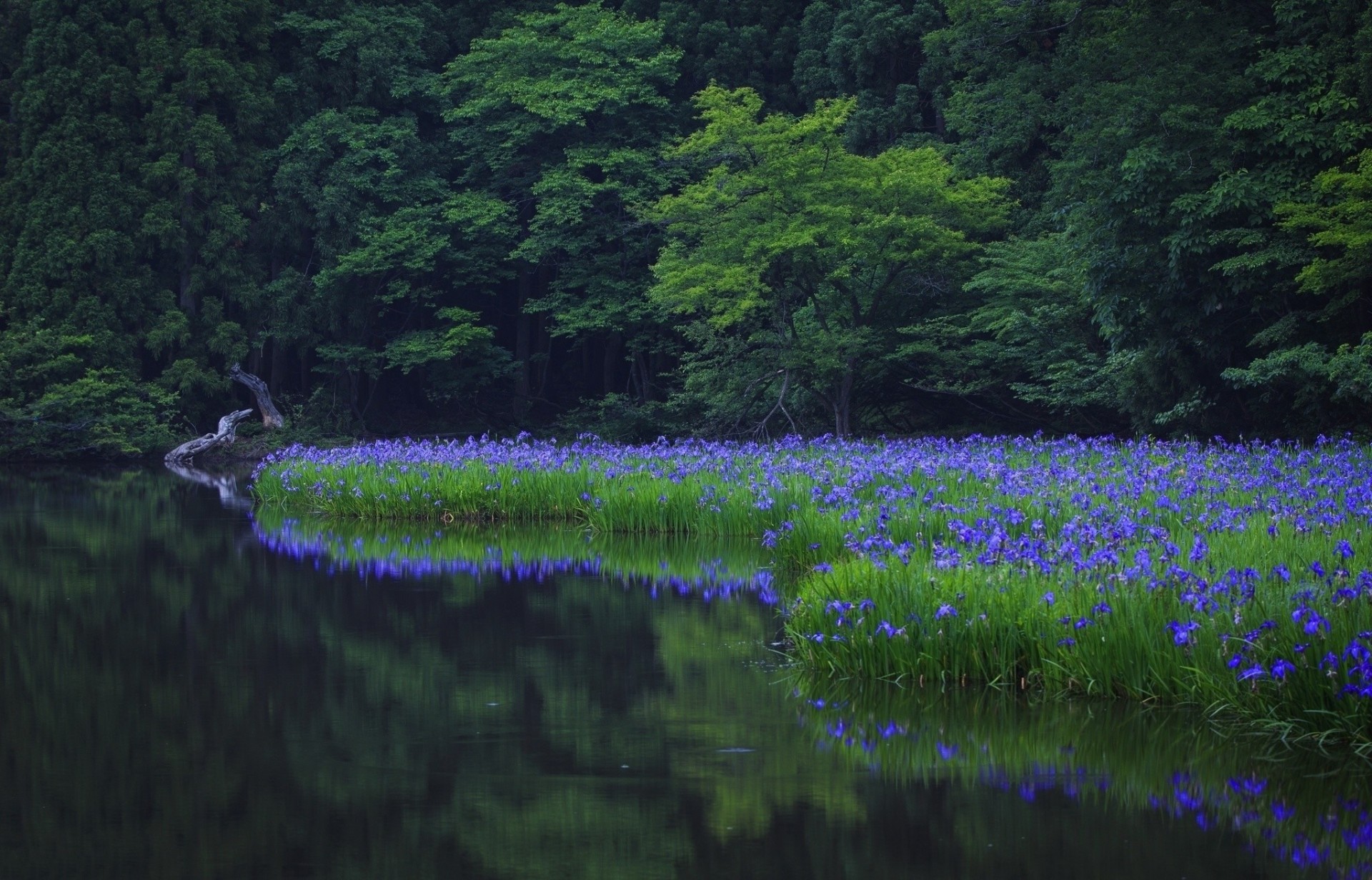 wędkarstwo rzeka natura motyw las kwiaty drzewa