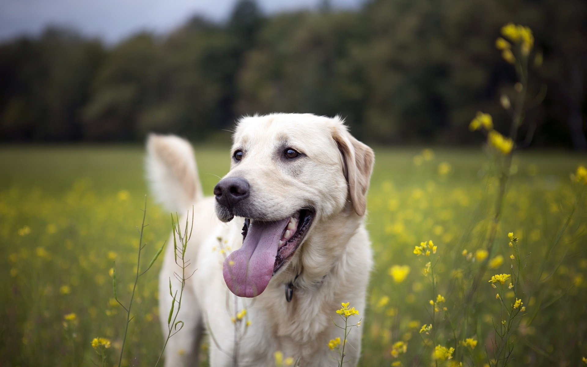 dog each summer