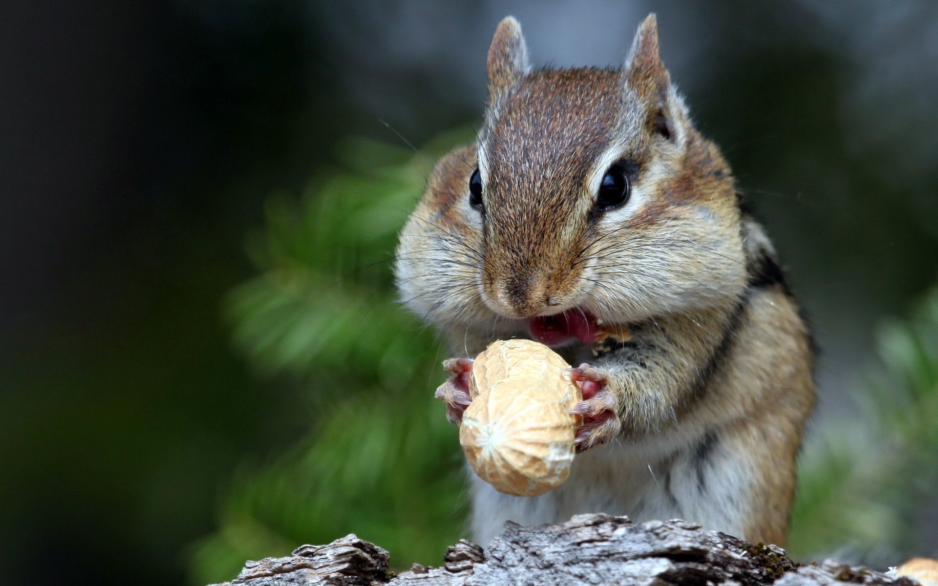 chipmunk nature nut