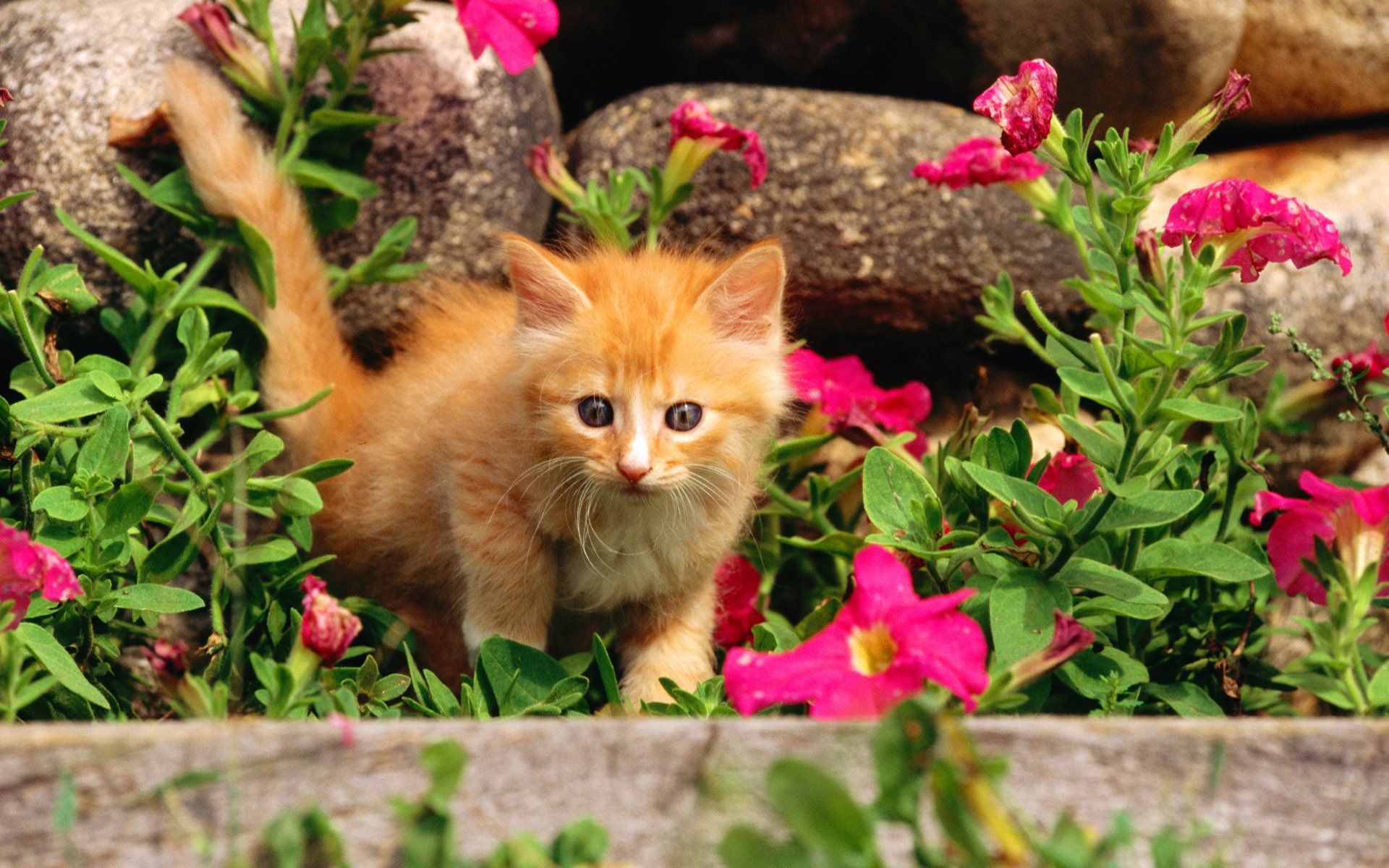 fleurs chat chaton chat rousse chatte kisa kote chat