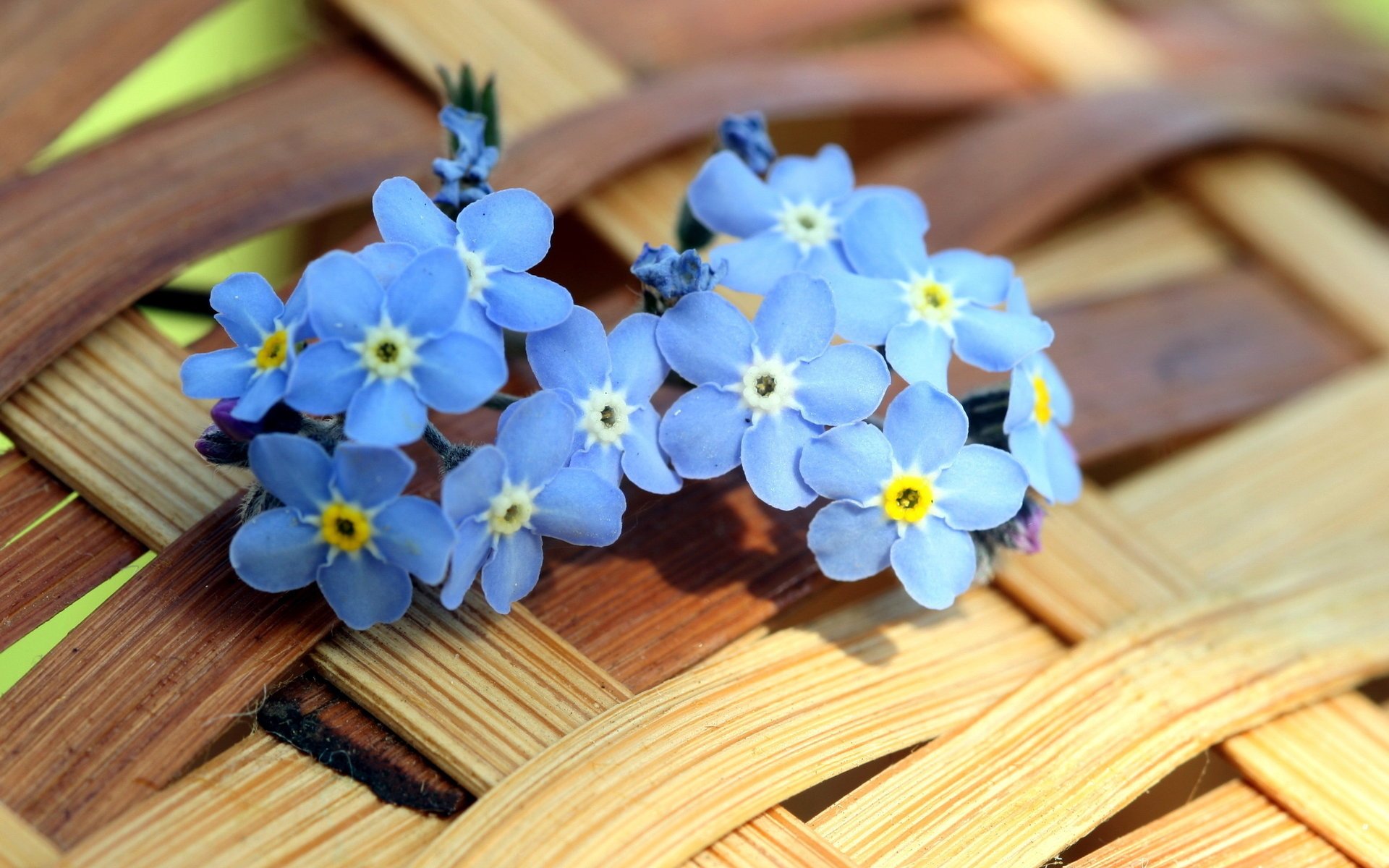 fleurs fond été