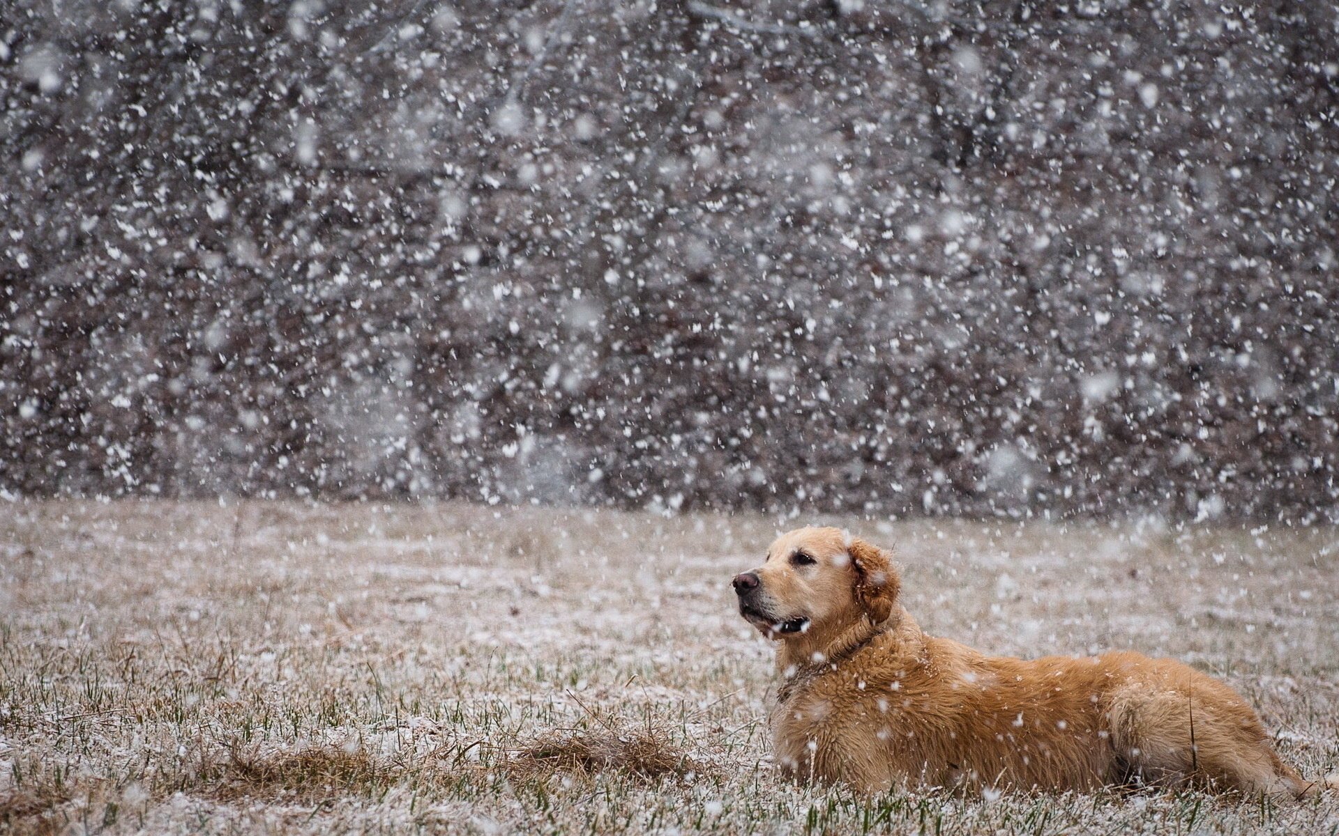 dog snow field