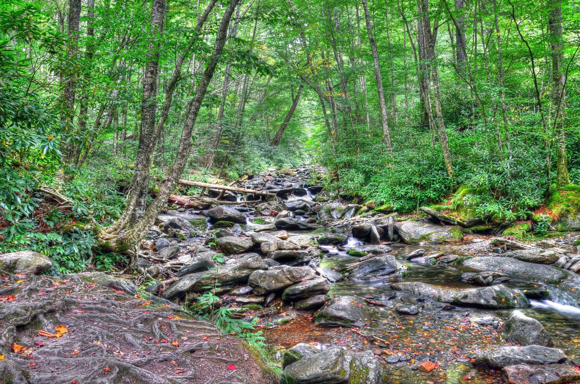 pierres paysage rivière nature arbres forêt