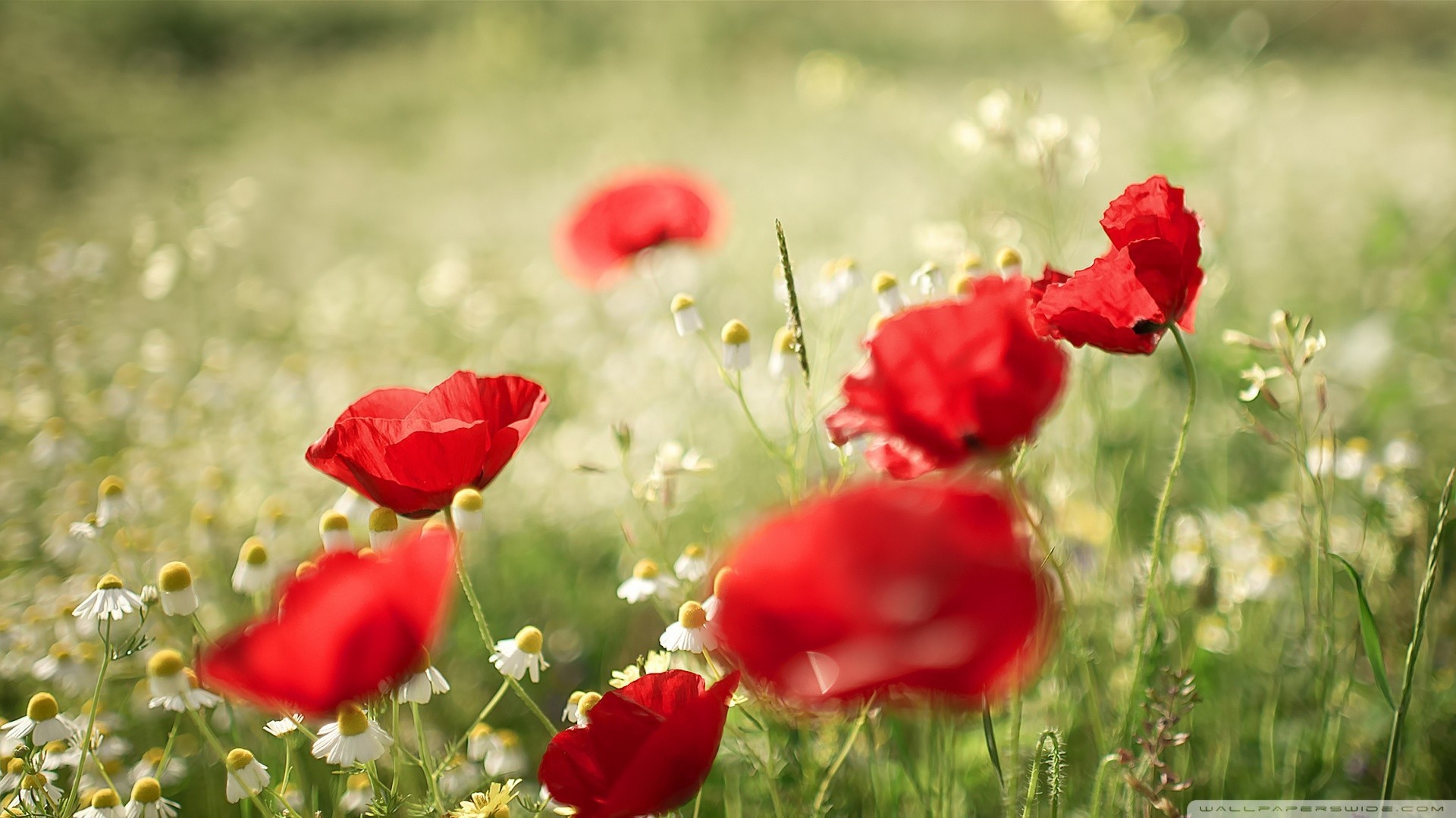 camomille coquelicots