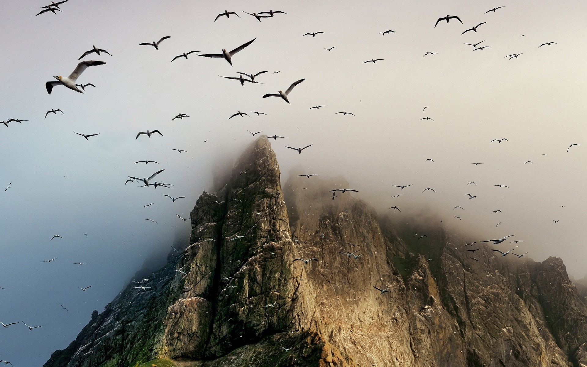 gaviotas mar niebla rocas