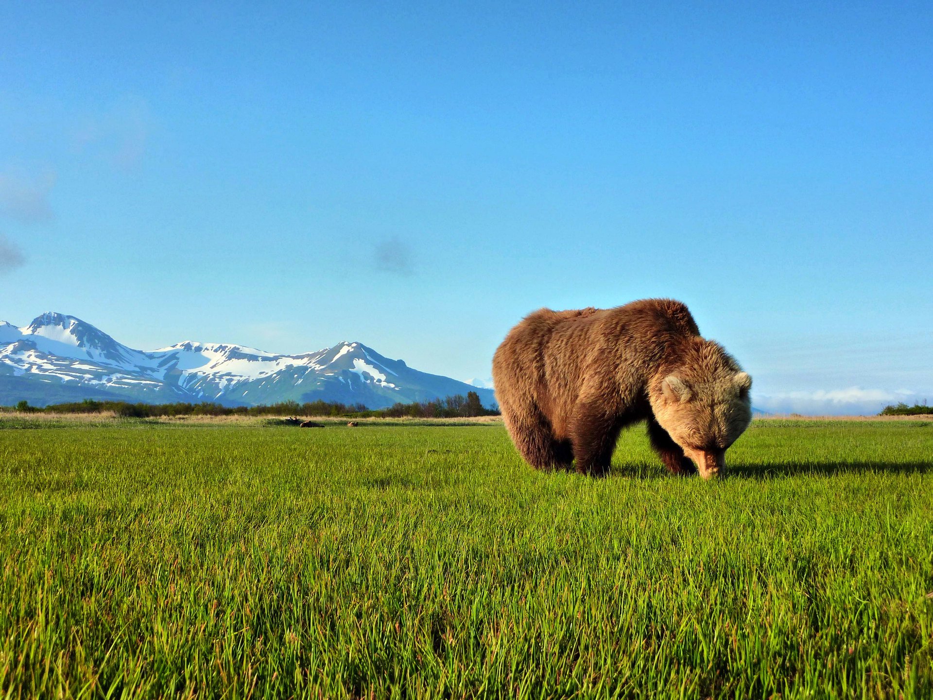 bear snow grass green mountains the sky horizon