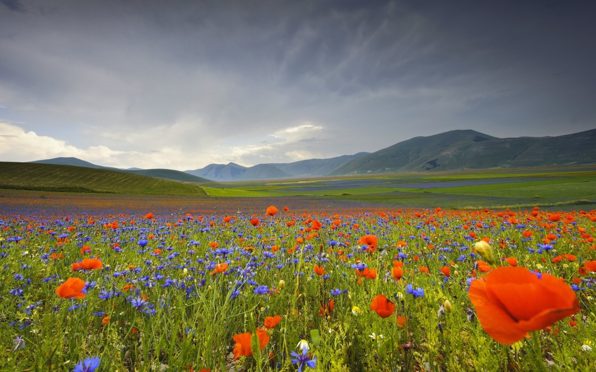 italia paesaggio fiori papaveri montagne fiordalisi prato