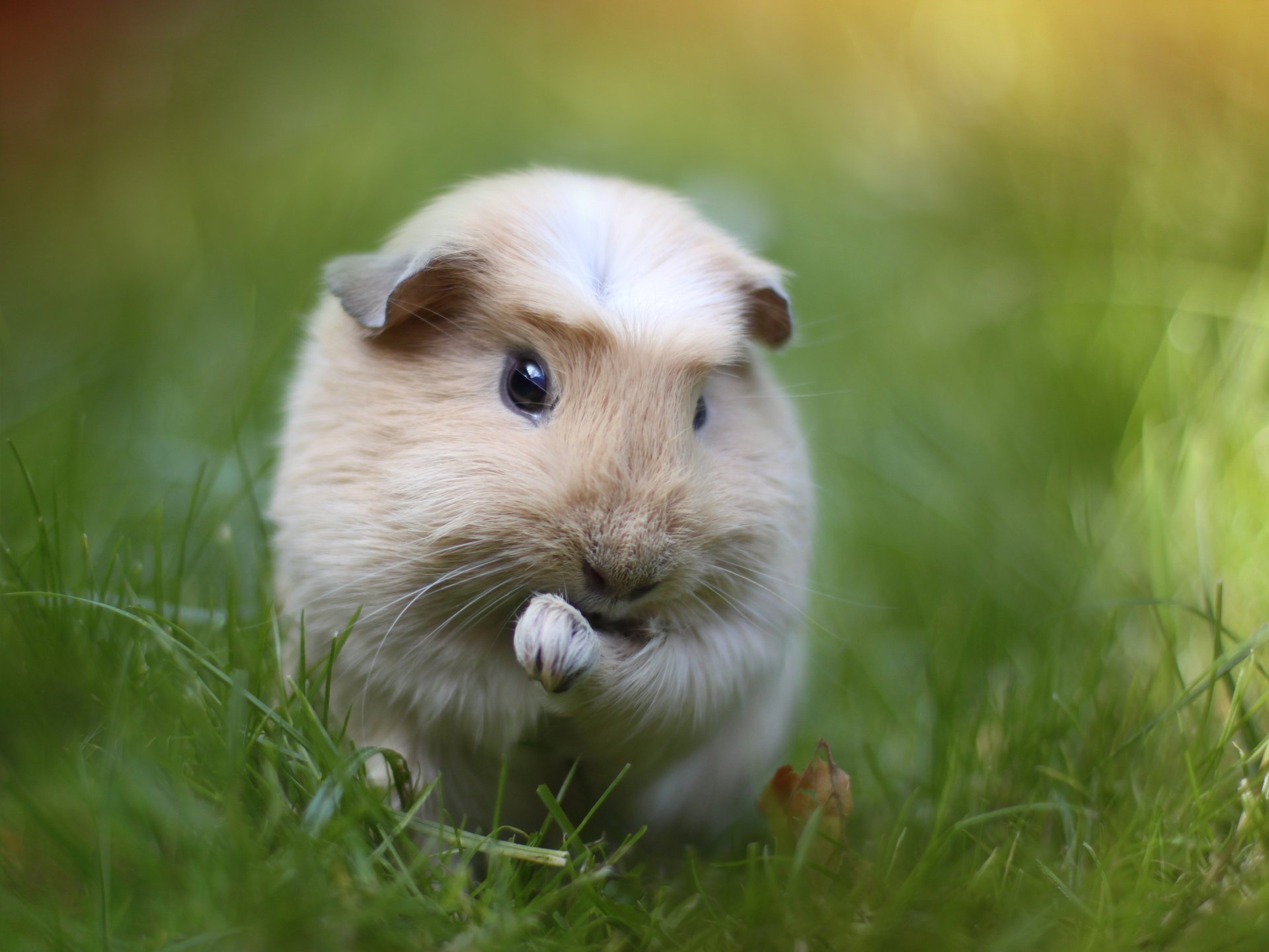 nagetier meerschweinchen grüns gras makro