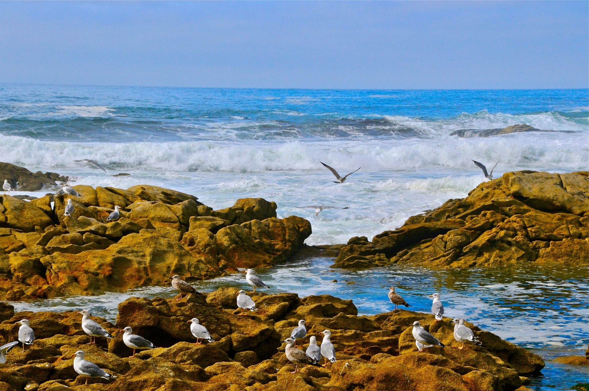 pierres côte vague océan mouettes océan atlantique oiseaux