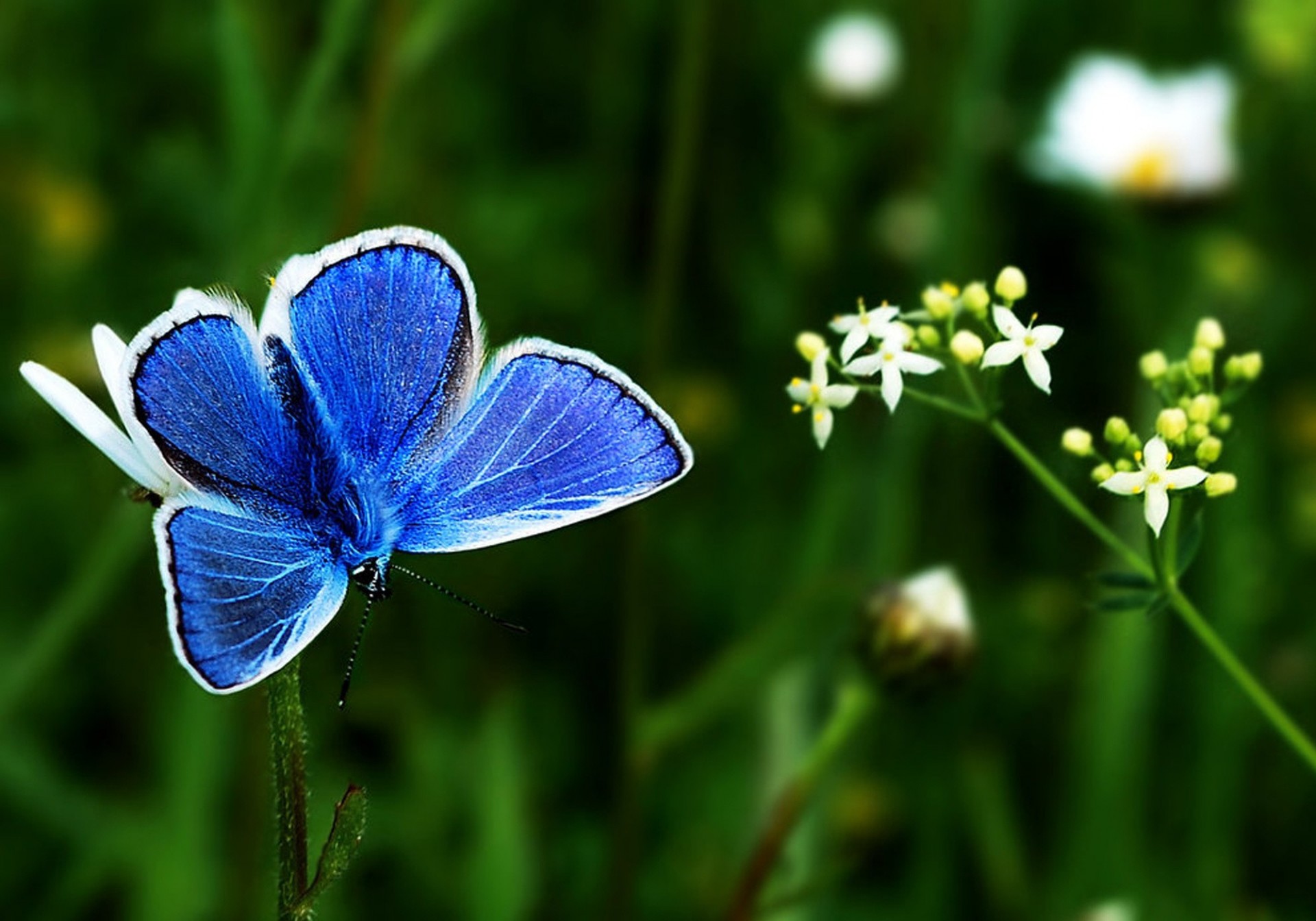 flower branch light white blue