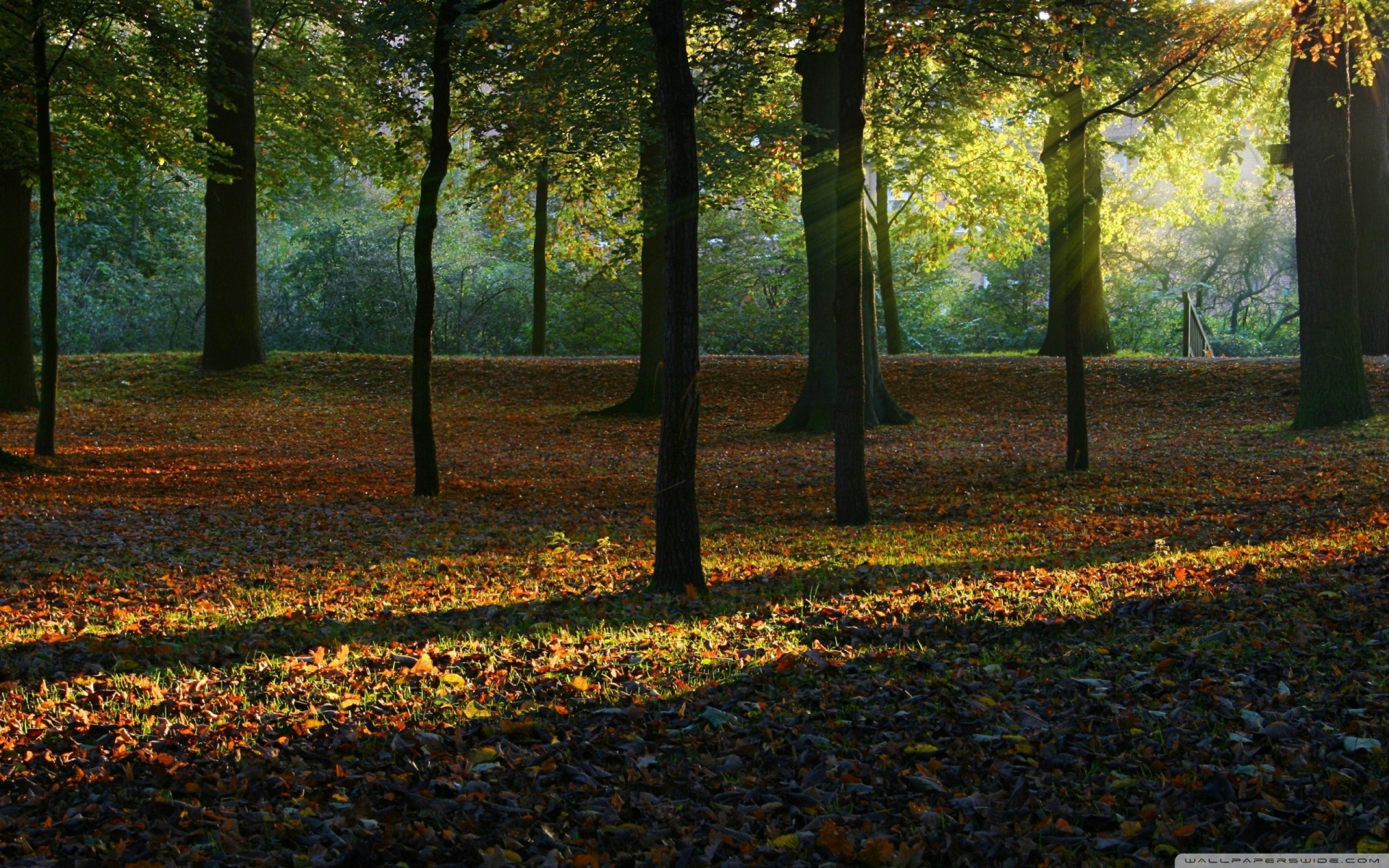 licht strahlen sonnenlicht palmen herbst