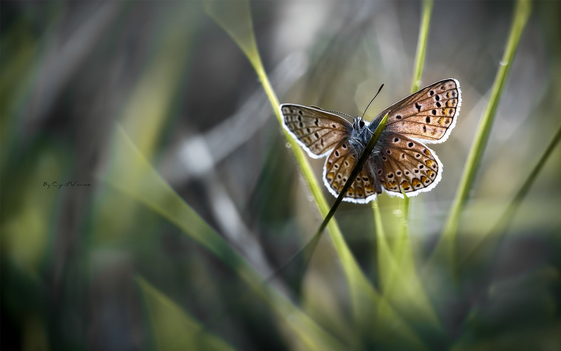 makro gras gras schmetterling flügel unschärfe