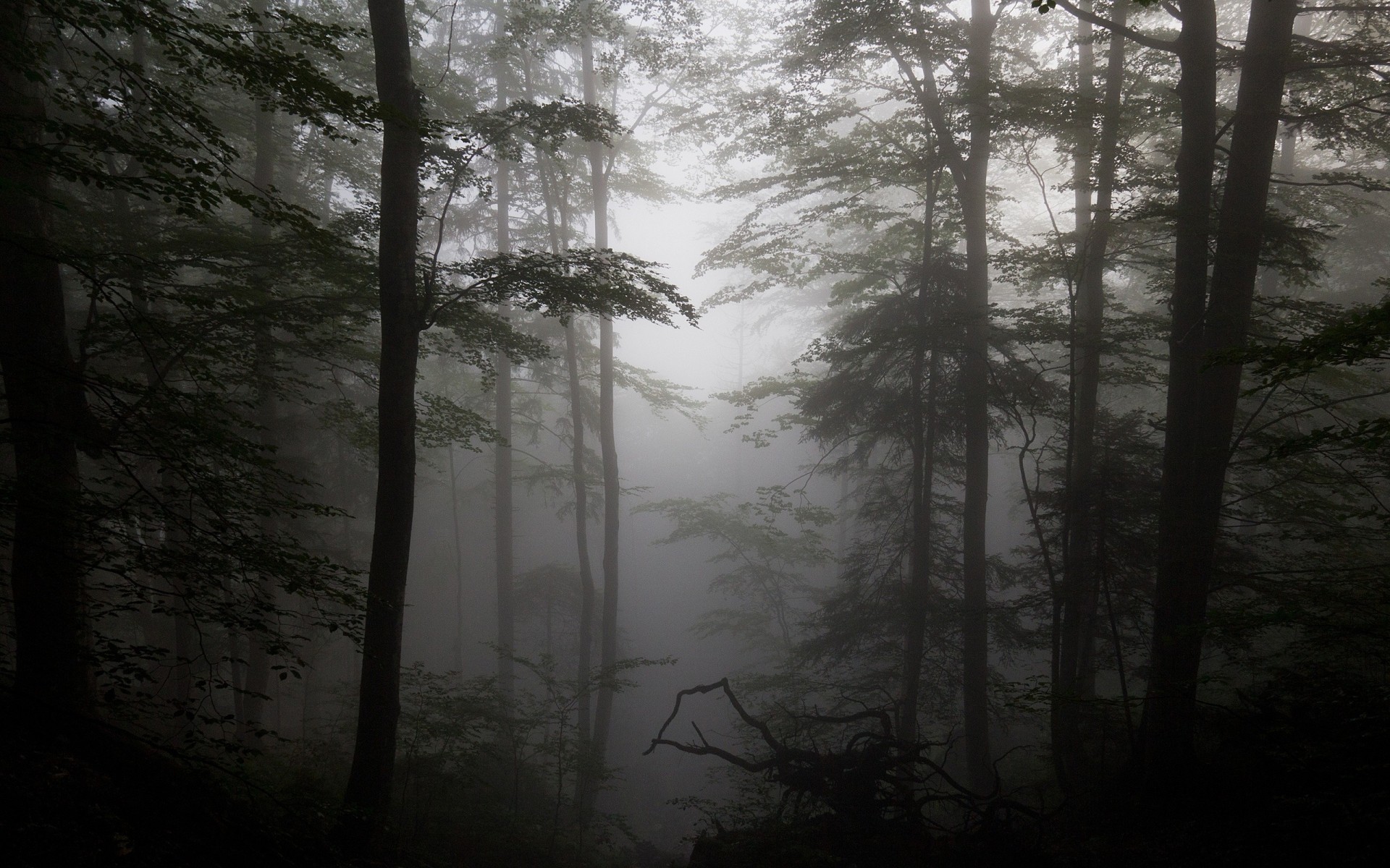 ilhouettes tree fog forest snag