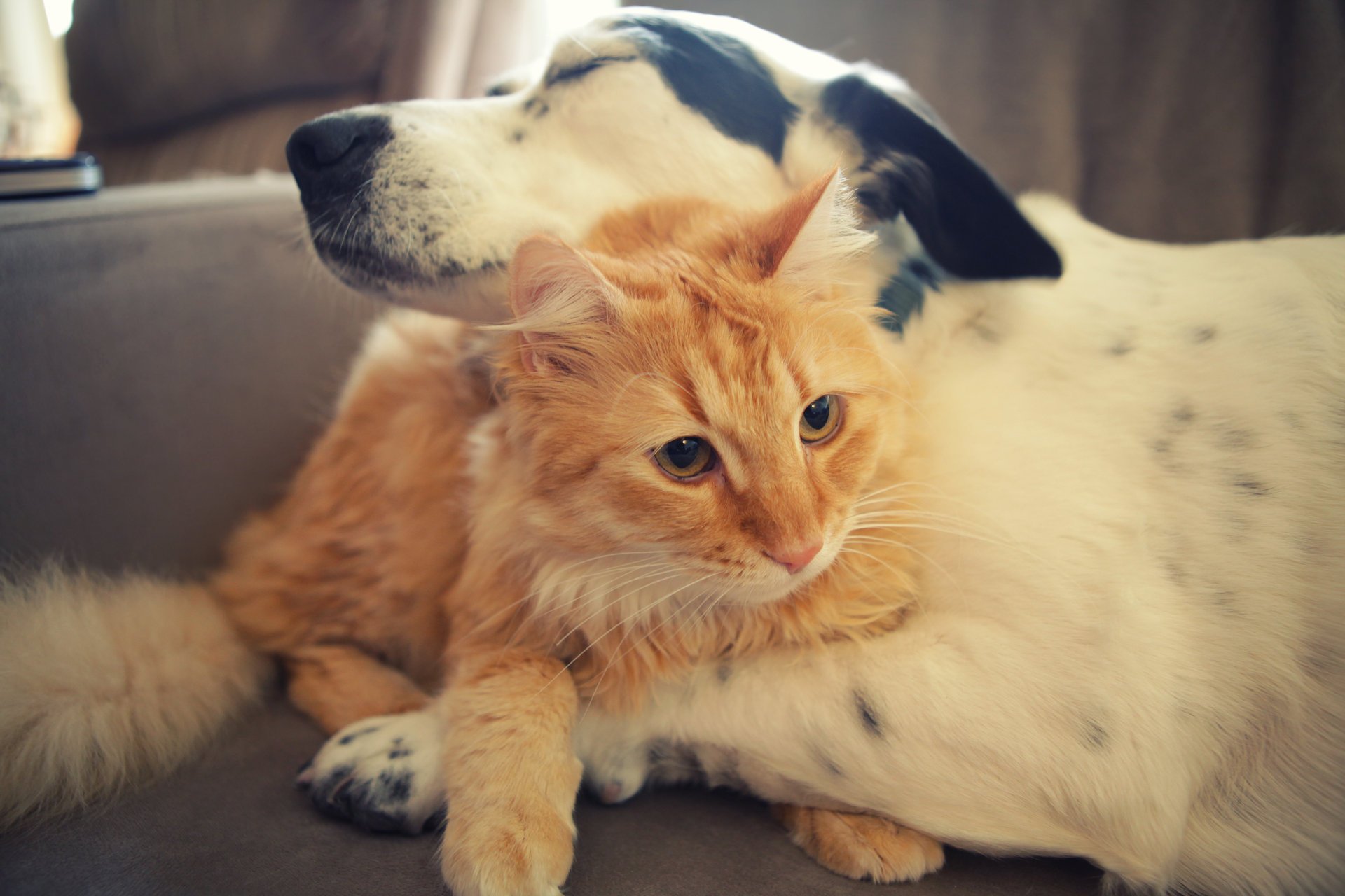 cat friends dog