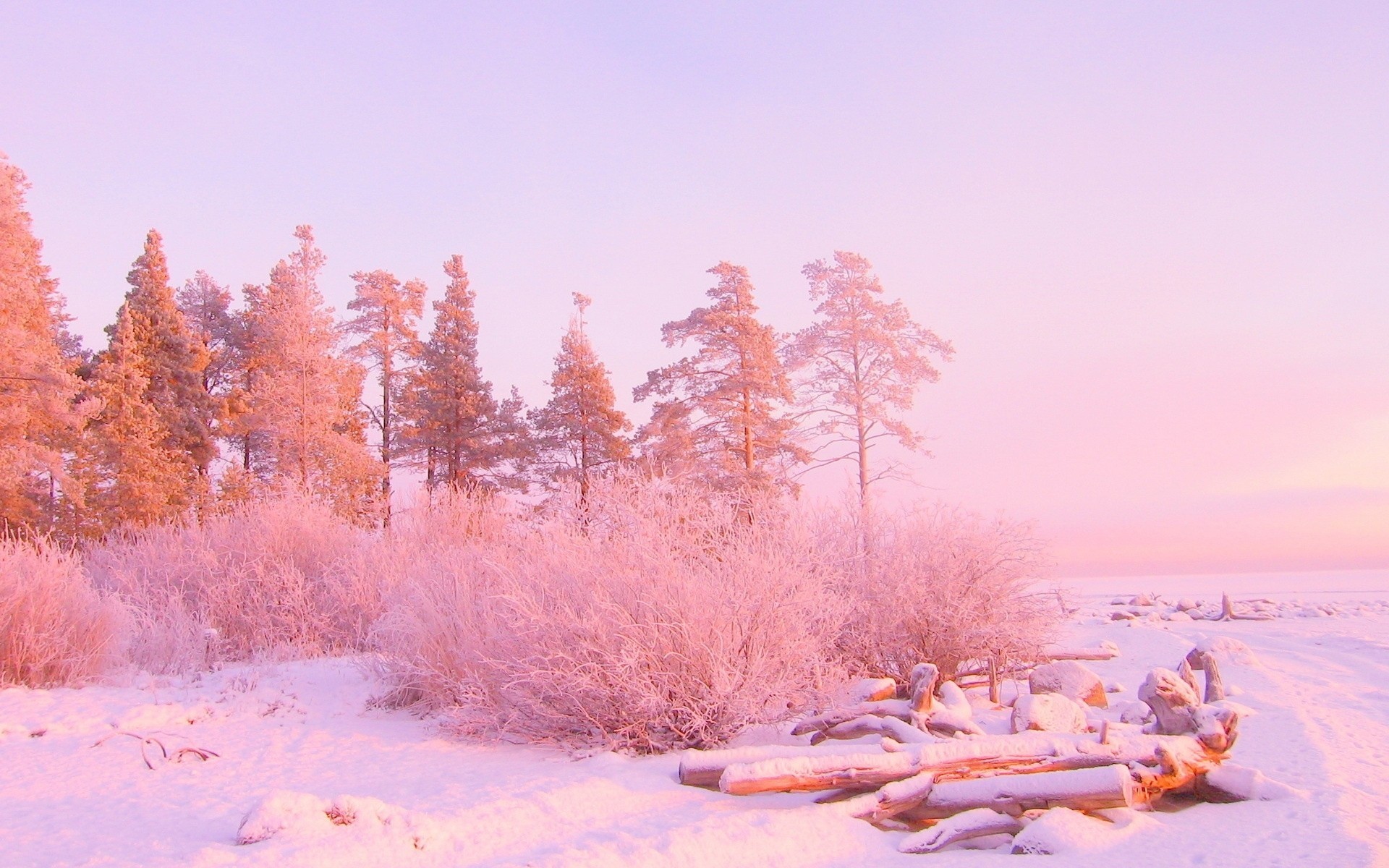 flowers tree snow winter