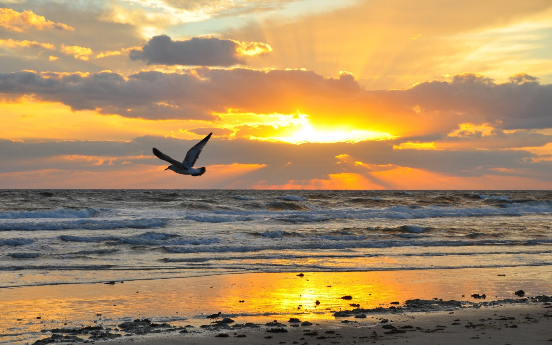 beach sunset water sun sky seagull sand