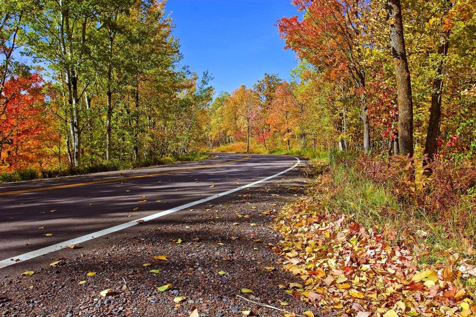 autunno foglia strada paesaggio alberi