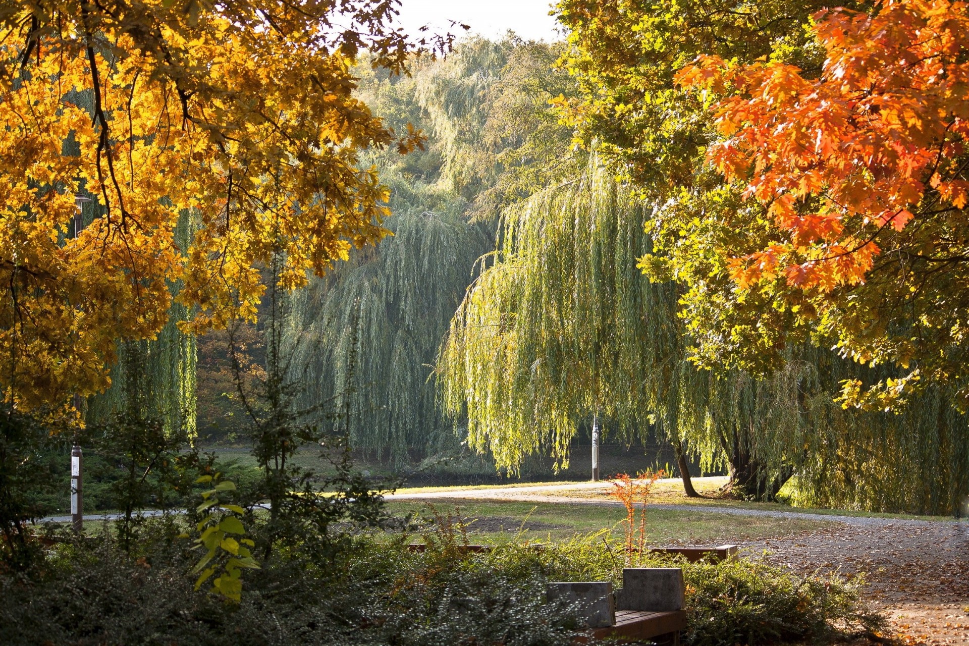 automne parc paysage hongrie