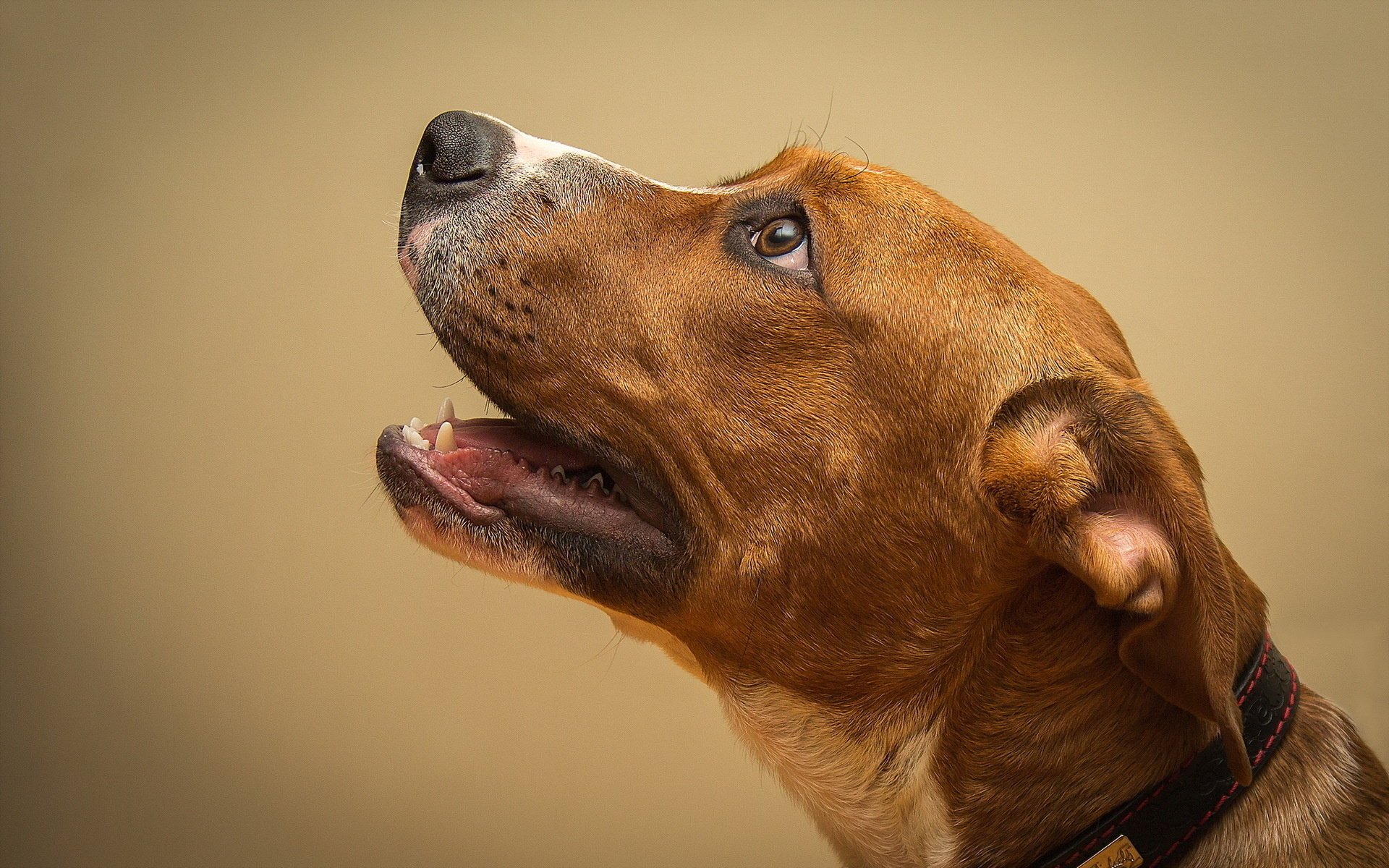 perro fondo mirada