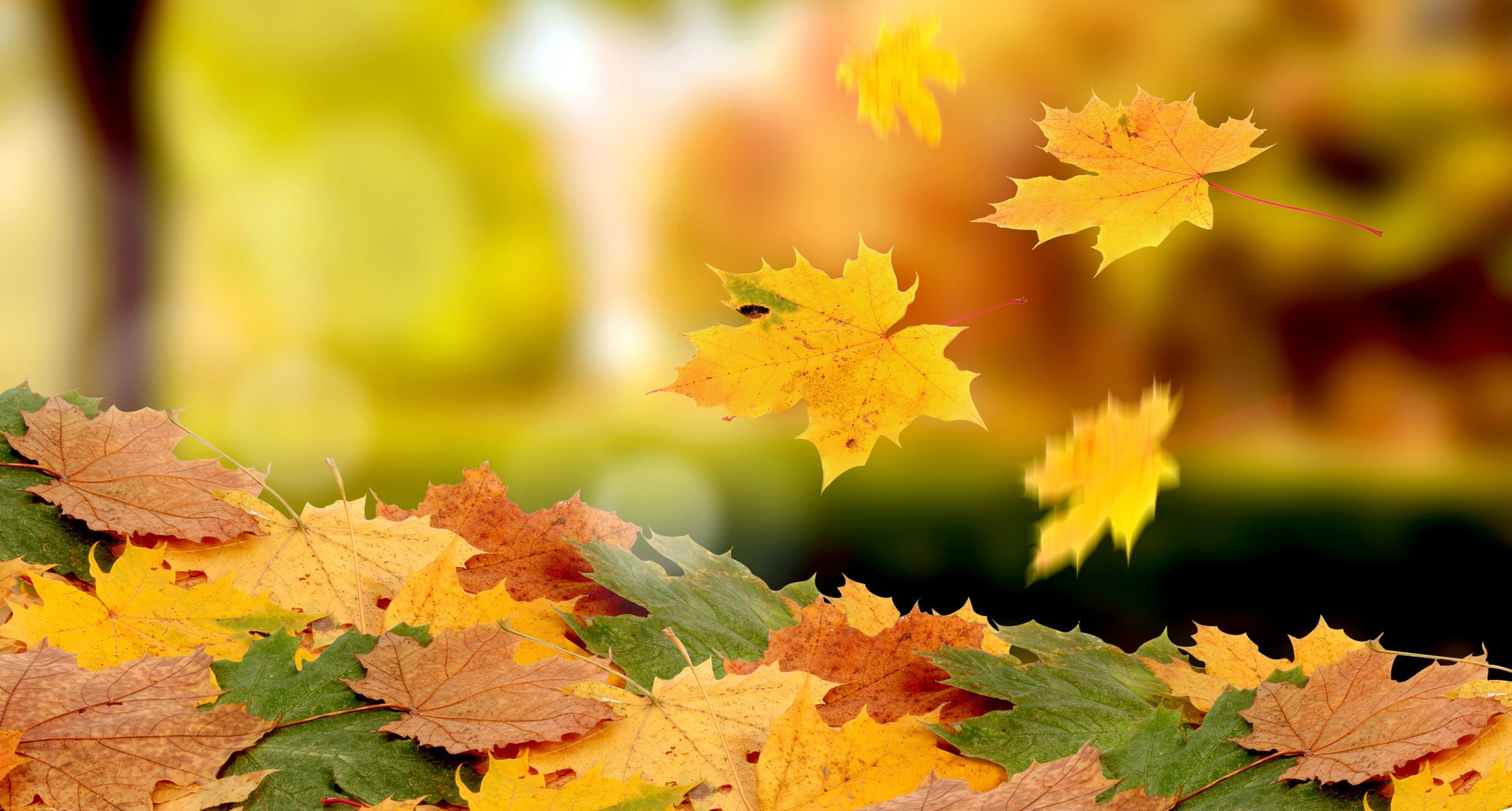 autumn heap drop foliage