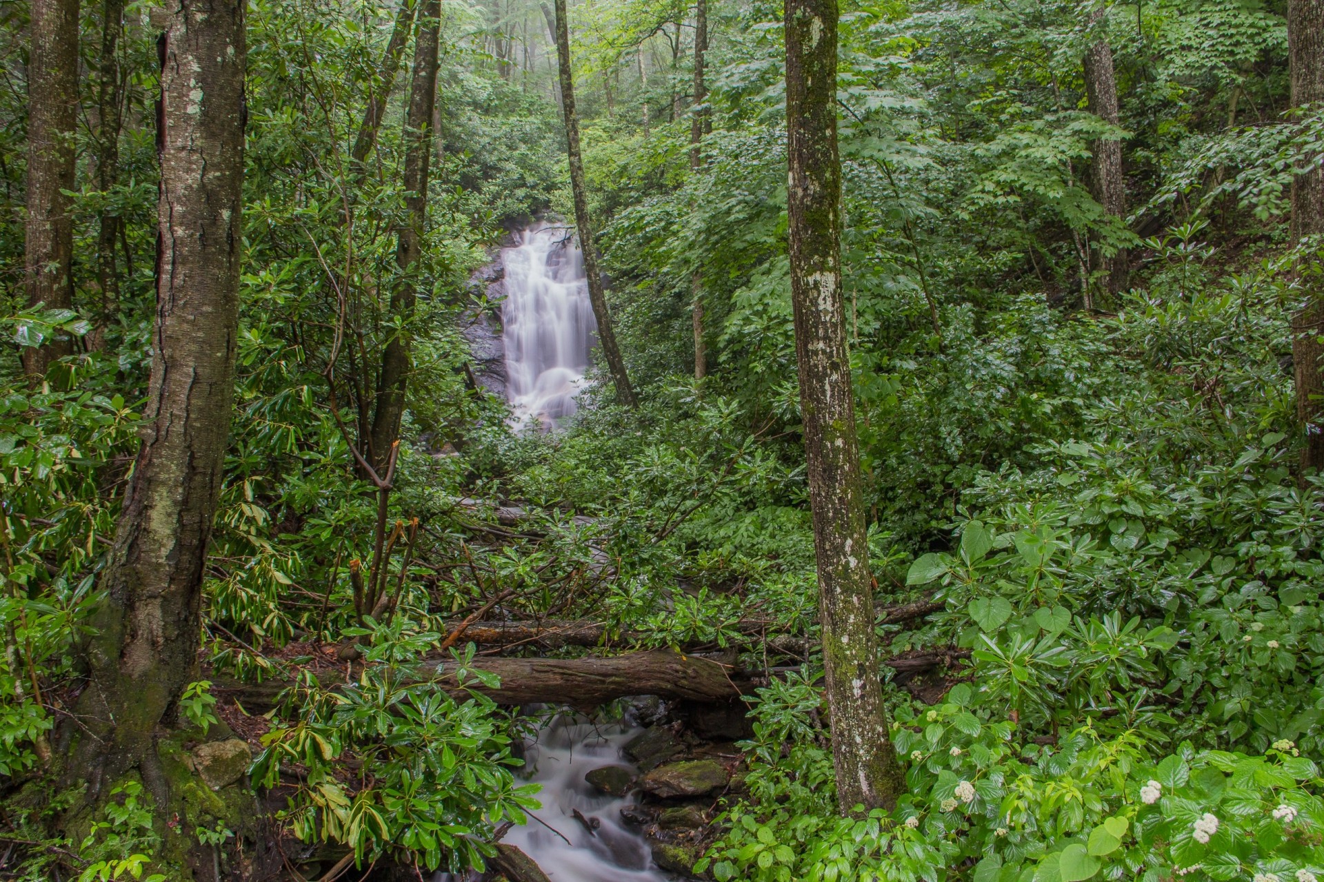 river forest waterfall nature