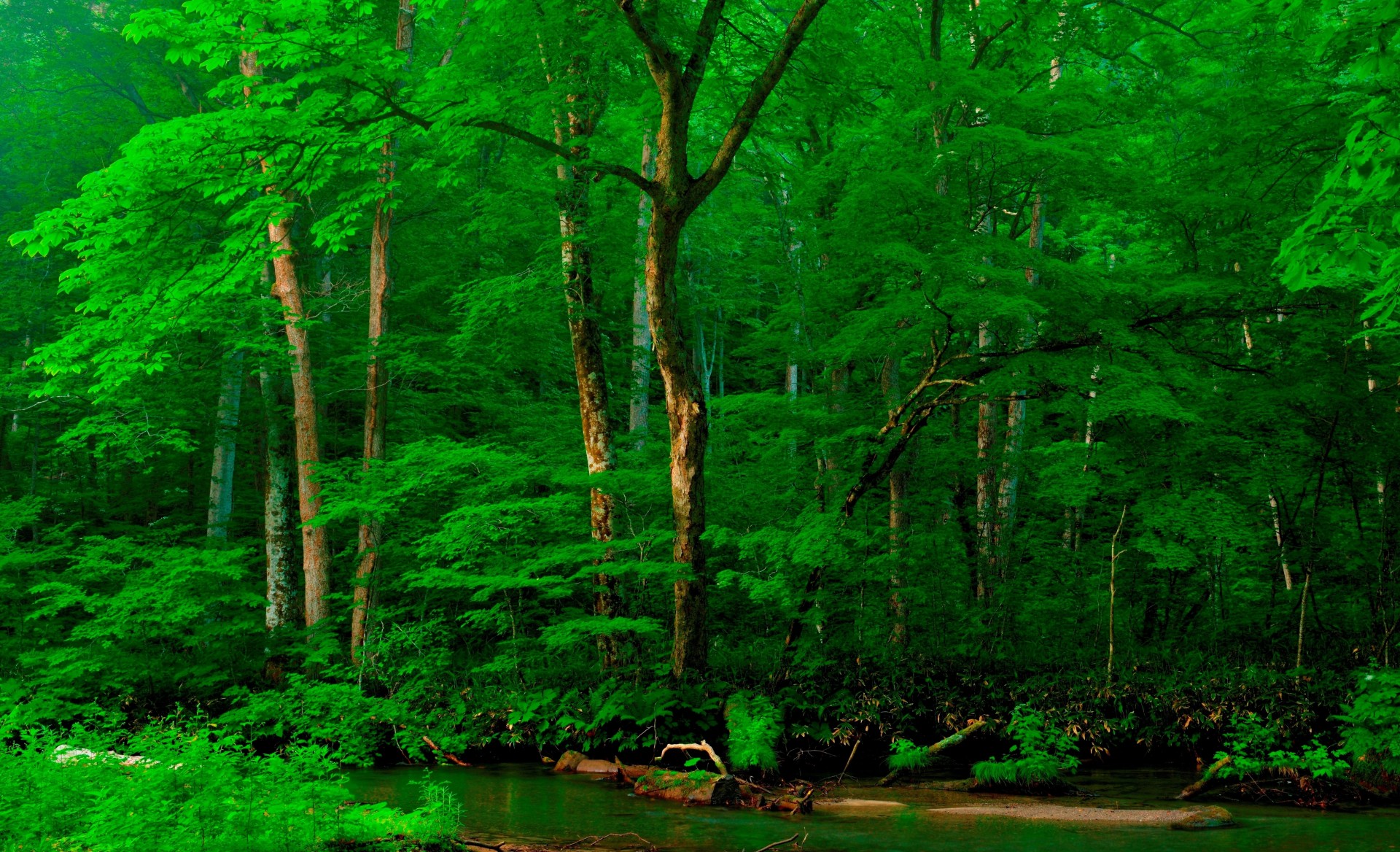 phoenix fluss natur alpen wald österreich hotel bäume