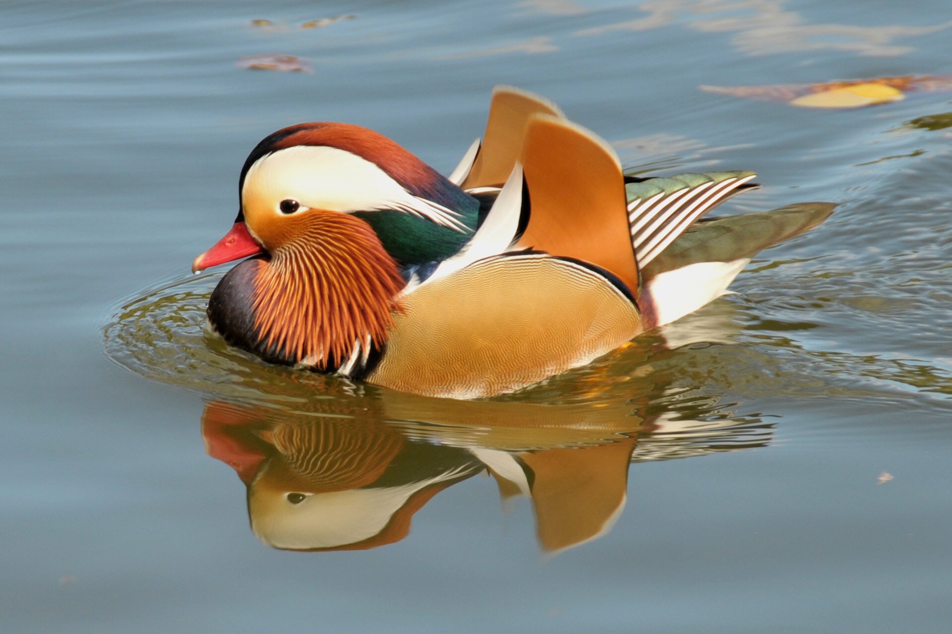 vogel schwimmt vogel ente mandarine teich wasser