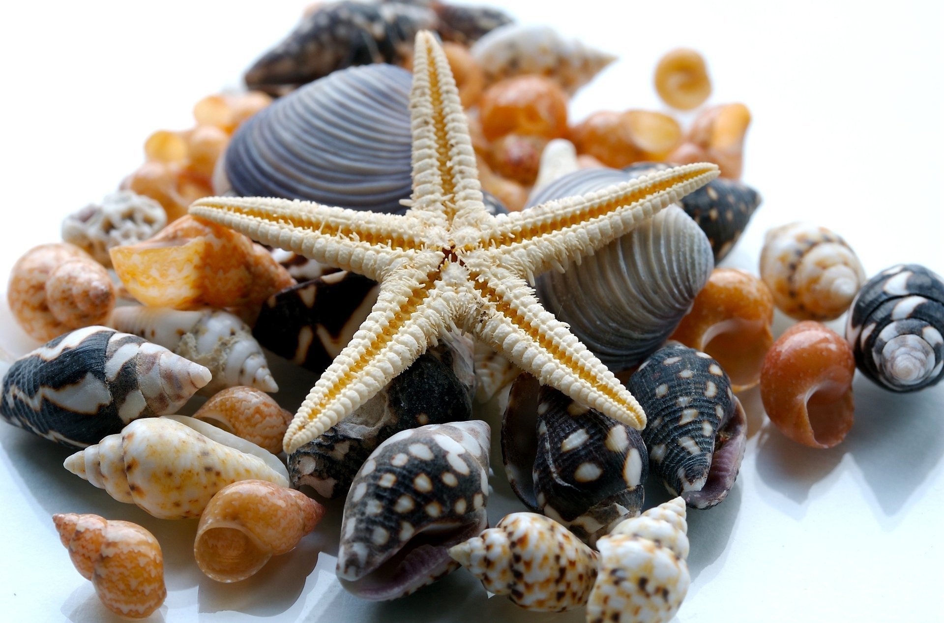 nature shell starfish