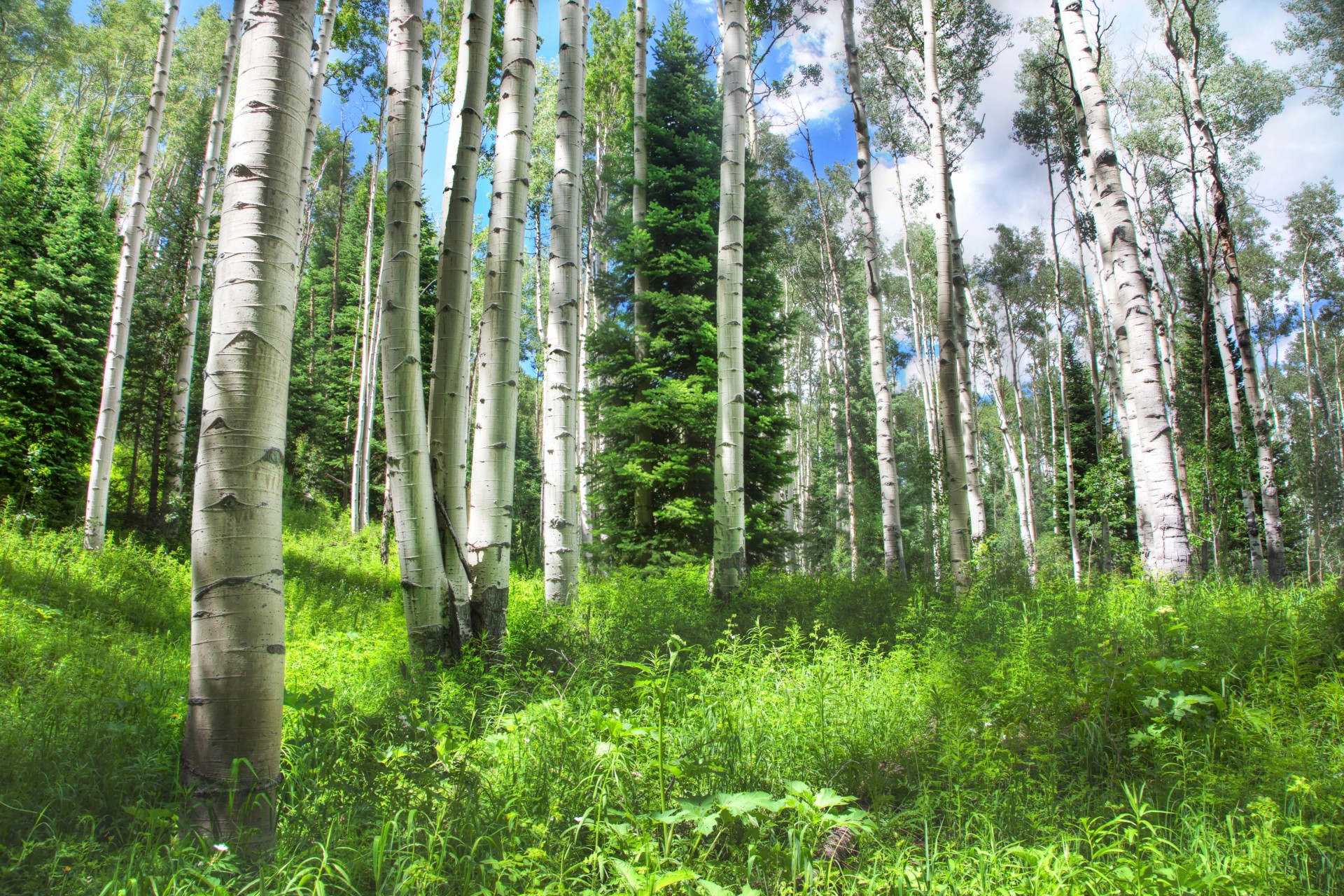 árboles bosque naturaleza