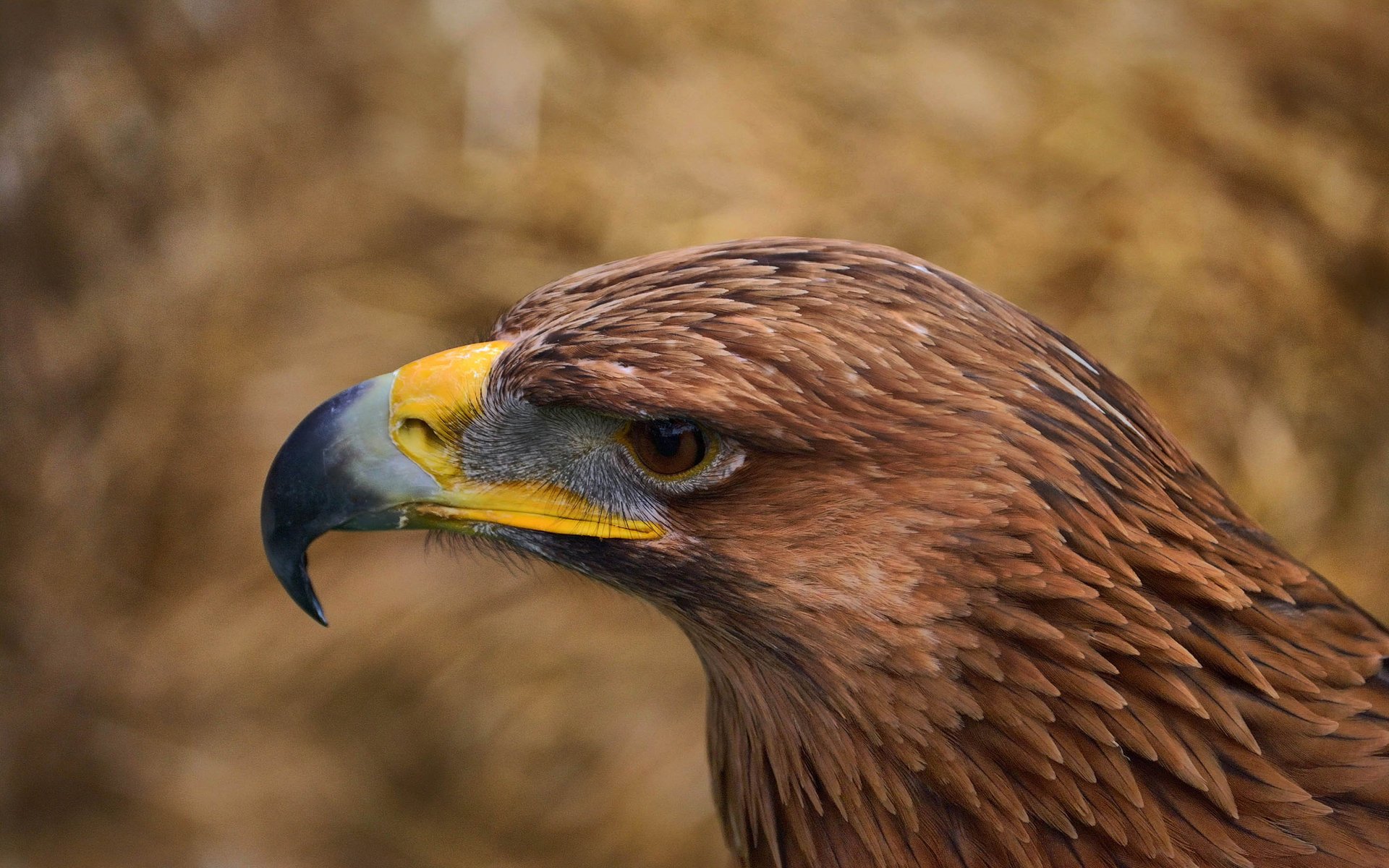 oiseau aigle plumes oeil vue bec