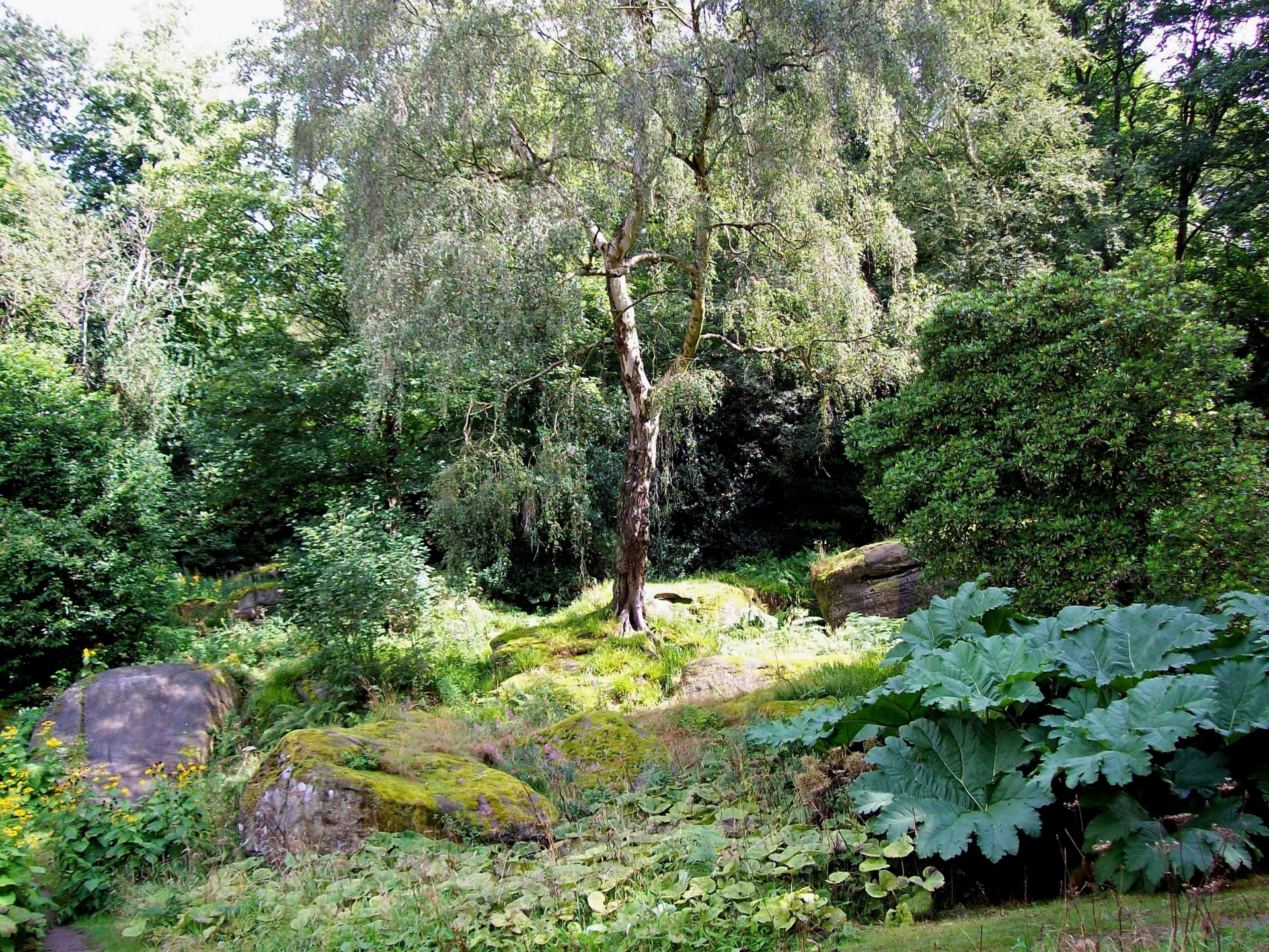 piedras parque bosque naturaleza