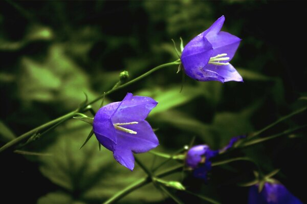 Cloches de fleurs sur la nature dans la forêt