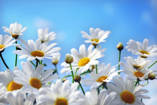 Marguerites sous le ciel bleu