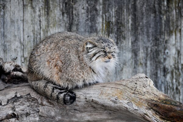 The cat is sitting on a dry tree