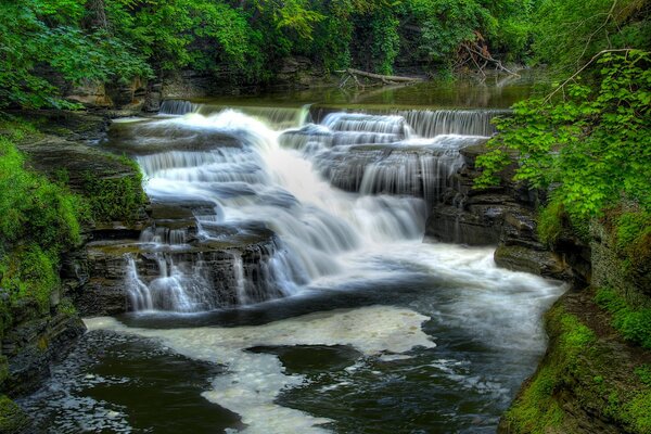 Cascade raide dans la forêt sauvage