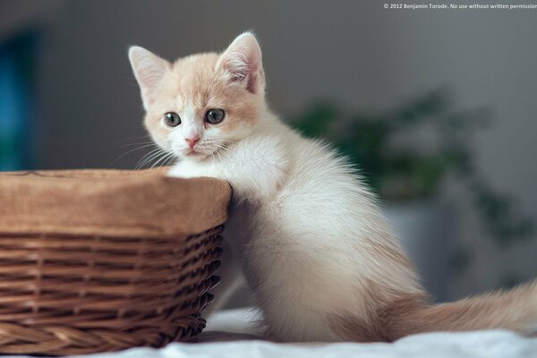 Cute kitten near a wicker basket