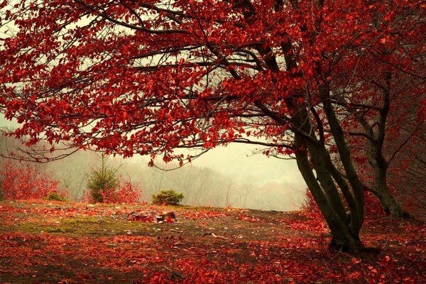 Autunno nebbioso sono un albero rosso fuoco