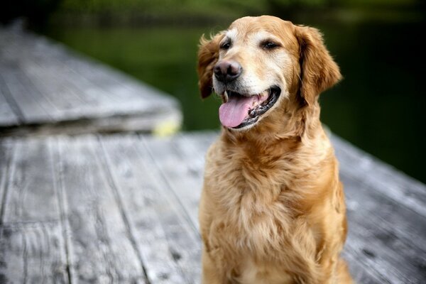 The dog is sitting on a wooden platform