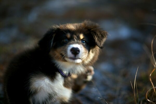 El perro Mira con una mirada amistosa