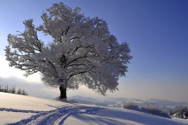 A tree in frosty frost