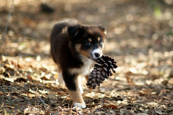 Il cane porta un nodulo in bocca