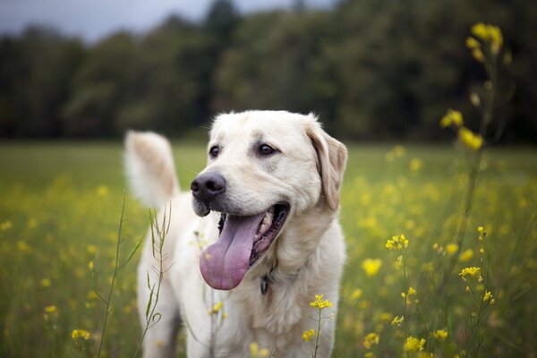 Un chien en été dans un champ a sorti sa langue