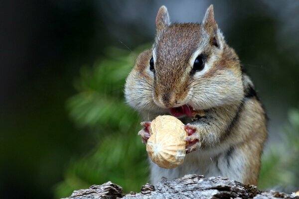 Pequeña ardilla en la naturaleza come nueces