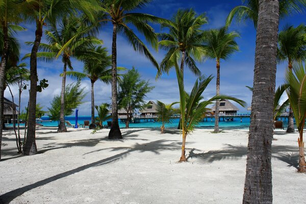 Palmeras junto al mar