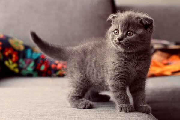 Cute grey kitten on the couch