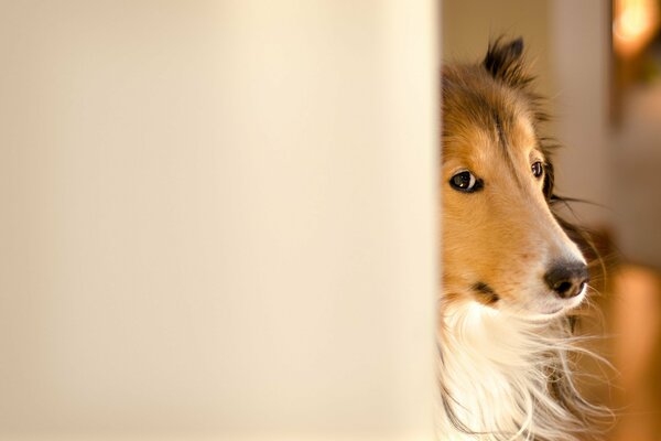 A collie dog peeking out of the corner