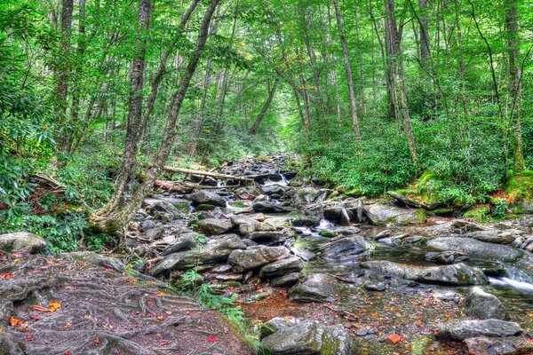 Fiume roccioso di pura foresta