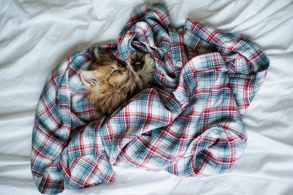 Gato durmiendo en una camisa