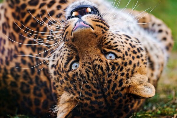 The piercing gaze and predatory grin of a leopard