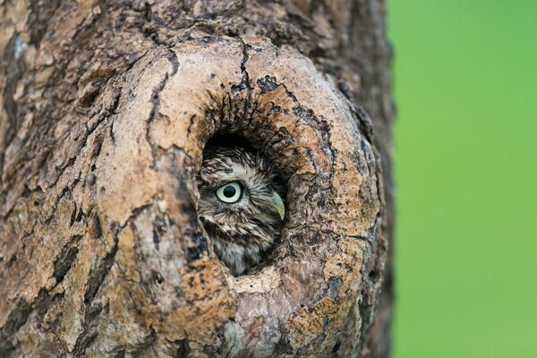 An owl looks out of a hollow in a tree